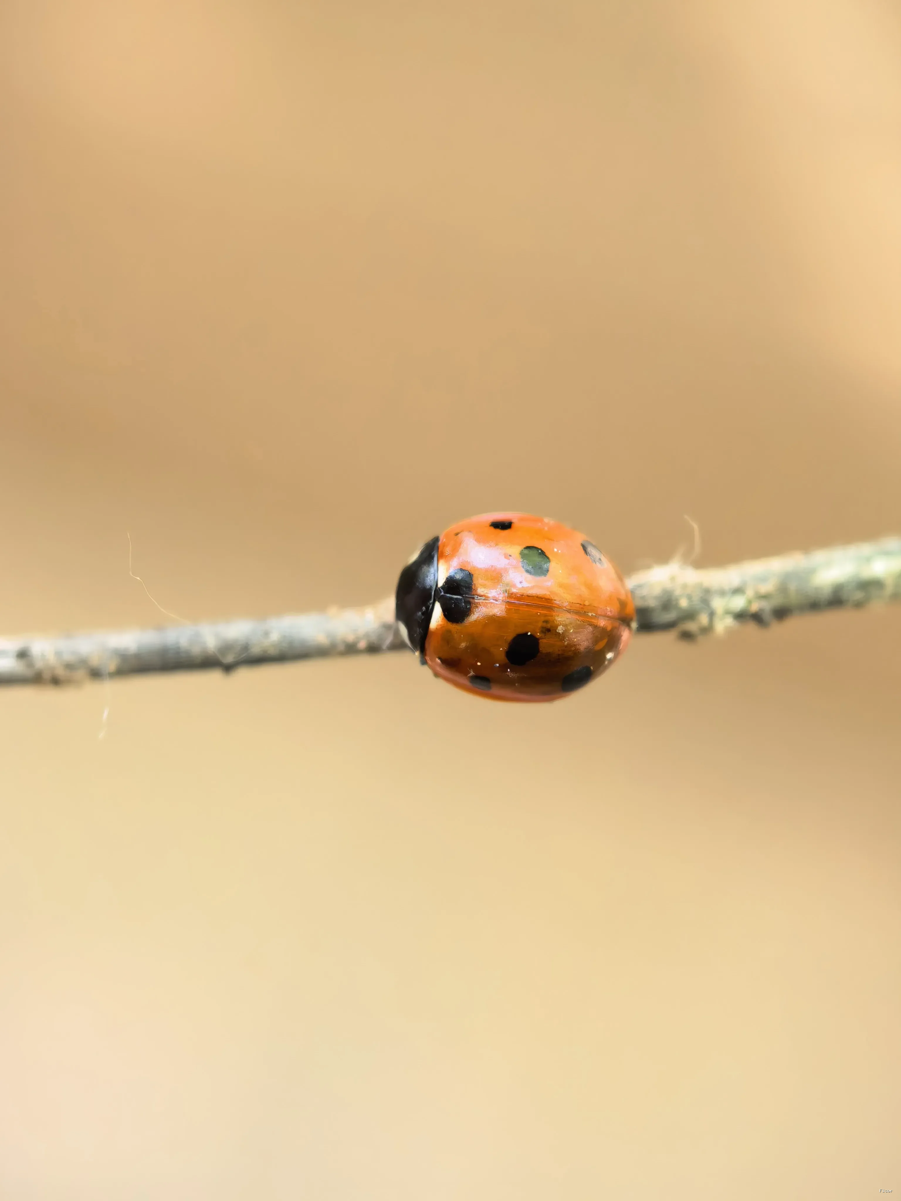 瓢虫.webp