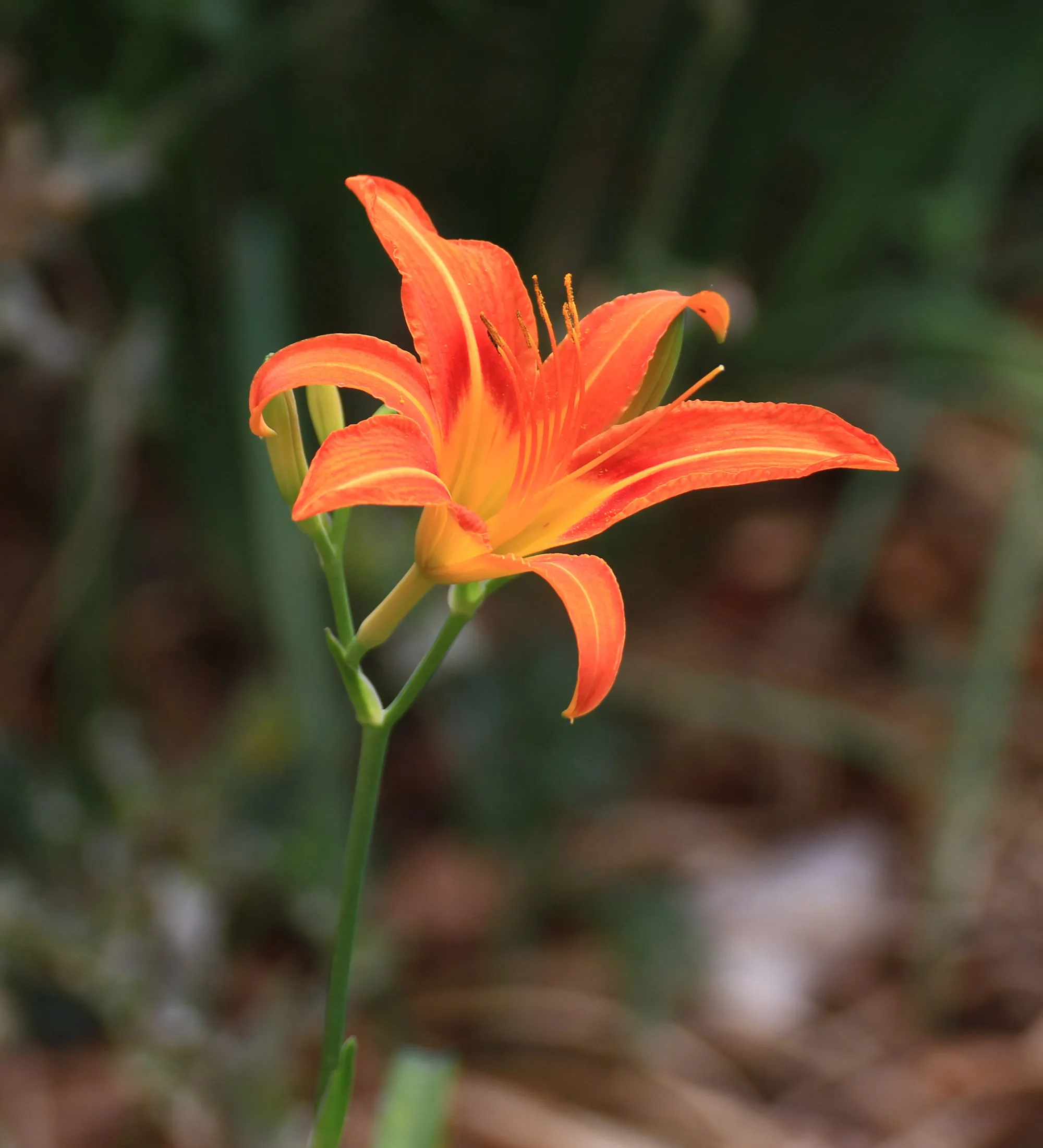 萱草花